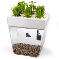 Акваферма Aquafarm Back to the roots Набор для выращивания растений и ухода за рыбкой Акваферма Aquafarm Back to the roots Набор для выращивания растений и ухода за рыбкой
